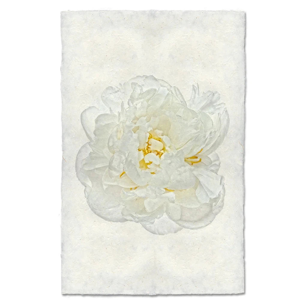 White Peony