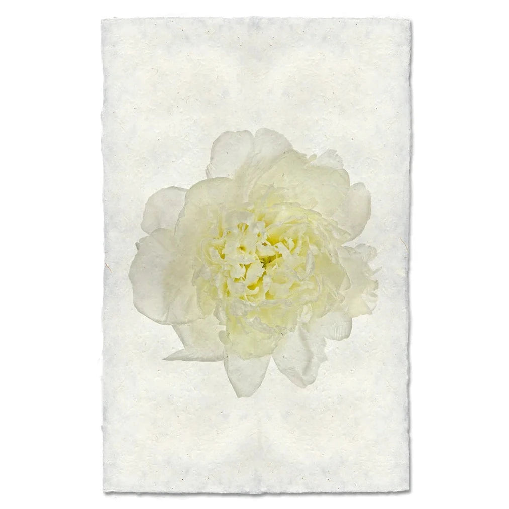 Yellow Peony
