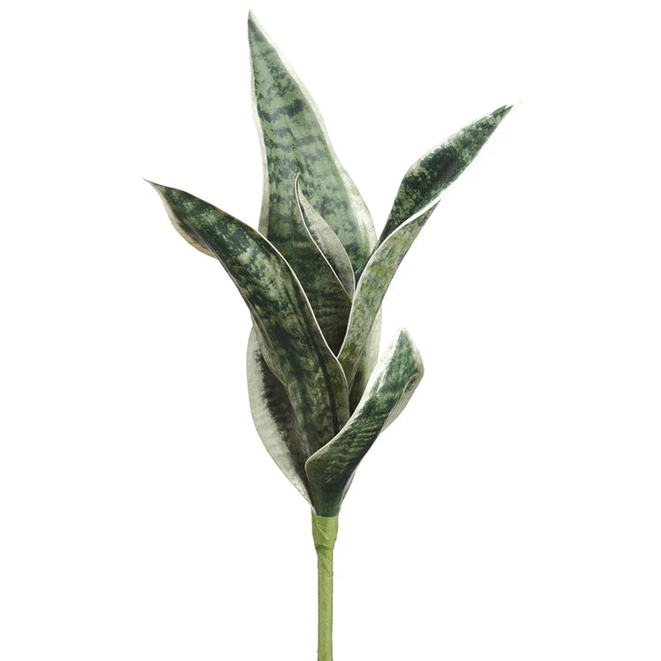 16" Sansevieria Plant