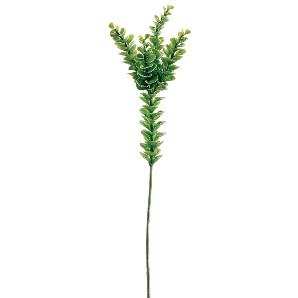 Eucalyptus Stem