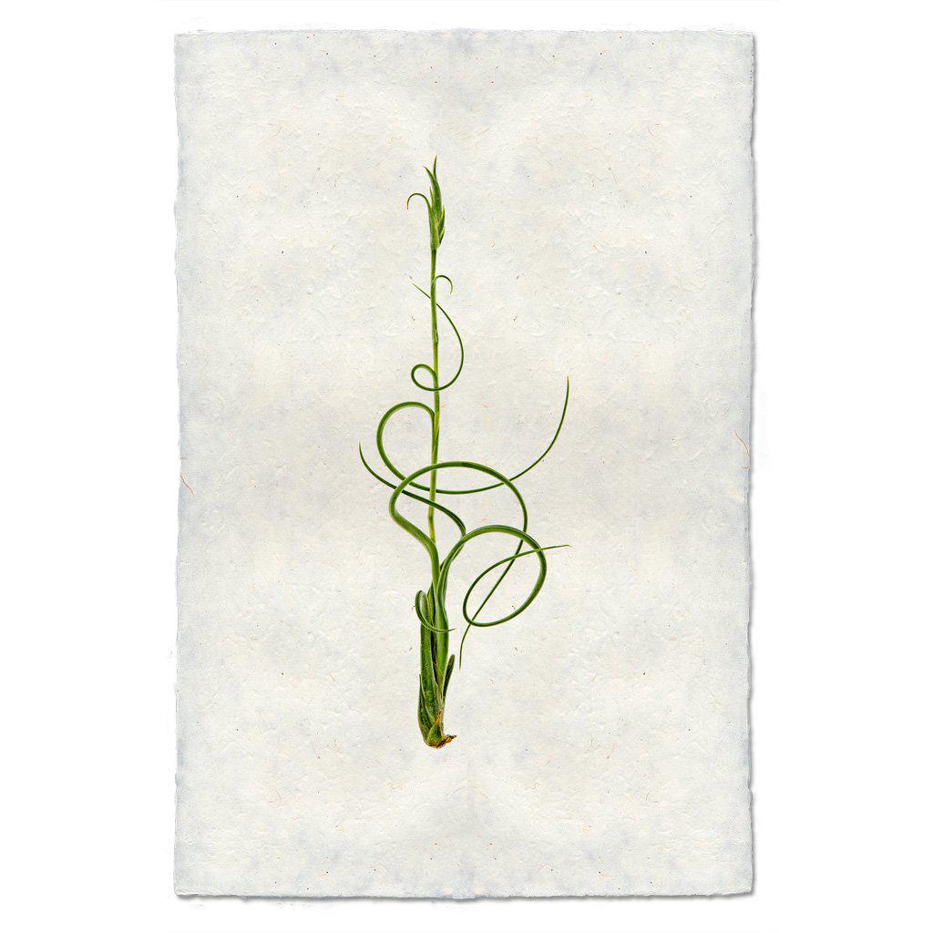 Air Plant #4 (Tillandsia Capitata V. Balbisiana)