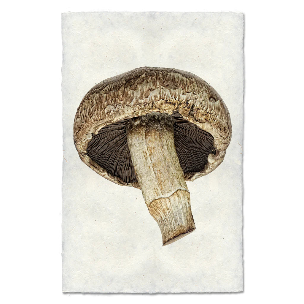 Portabella #1
