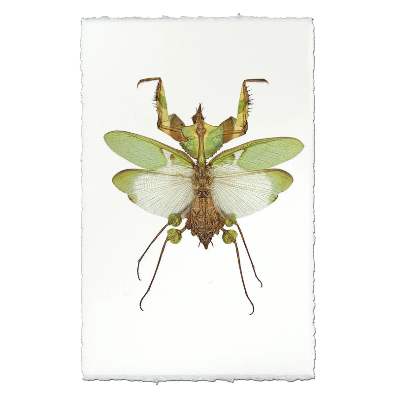 Green Mantis