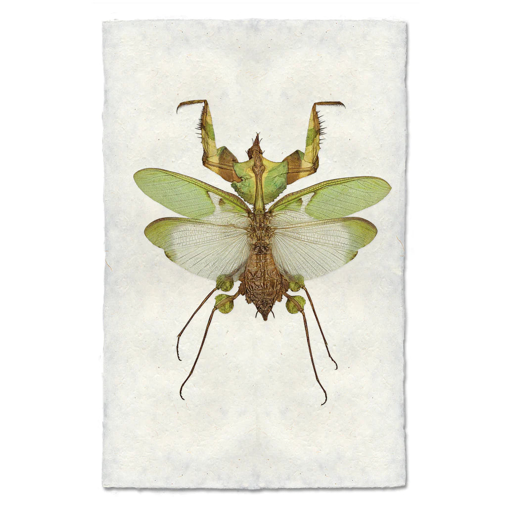 Green Mantis