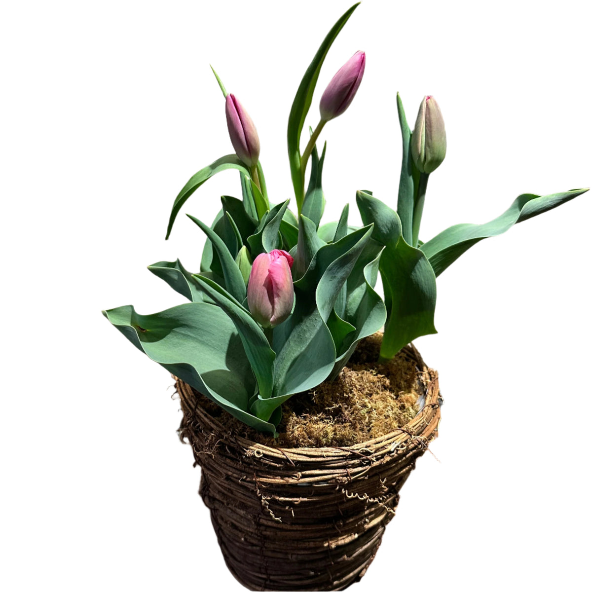 Spring Bulb Garden