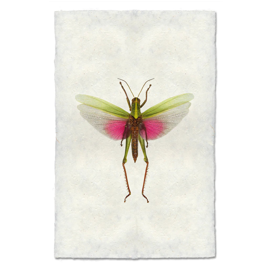 Pink Grasshopper