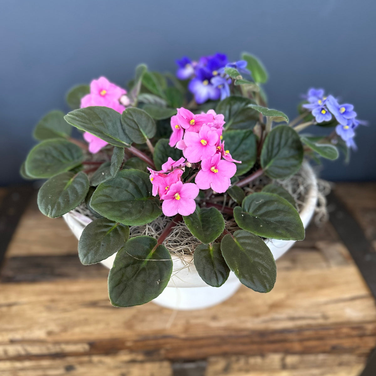 African Violets Garden