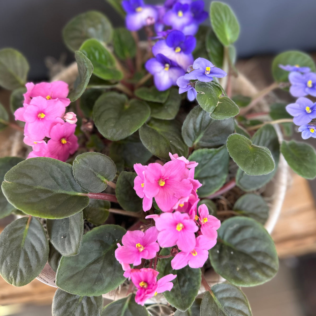 African Violets Garden