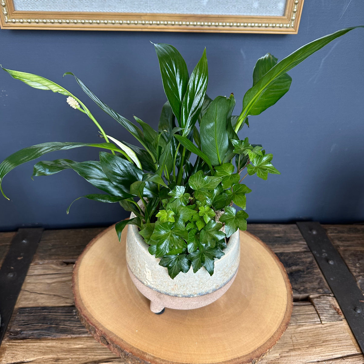 Dish Garden - Small