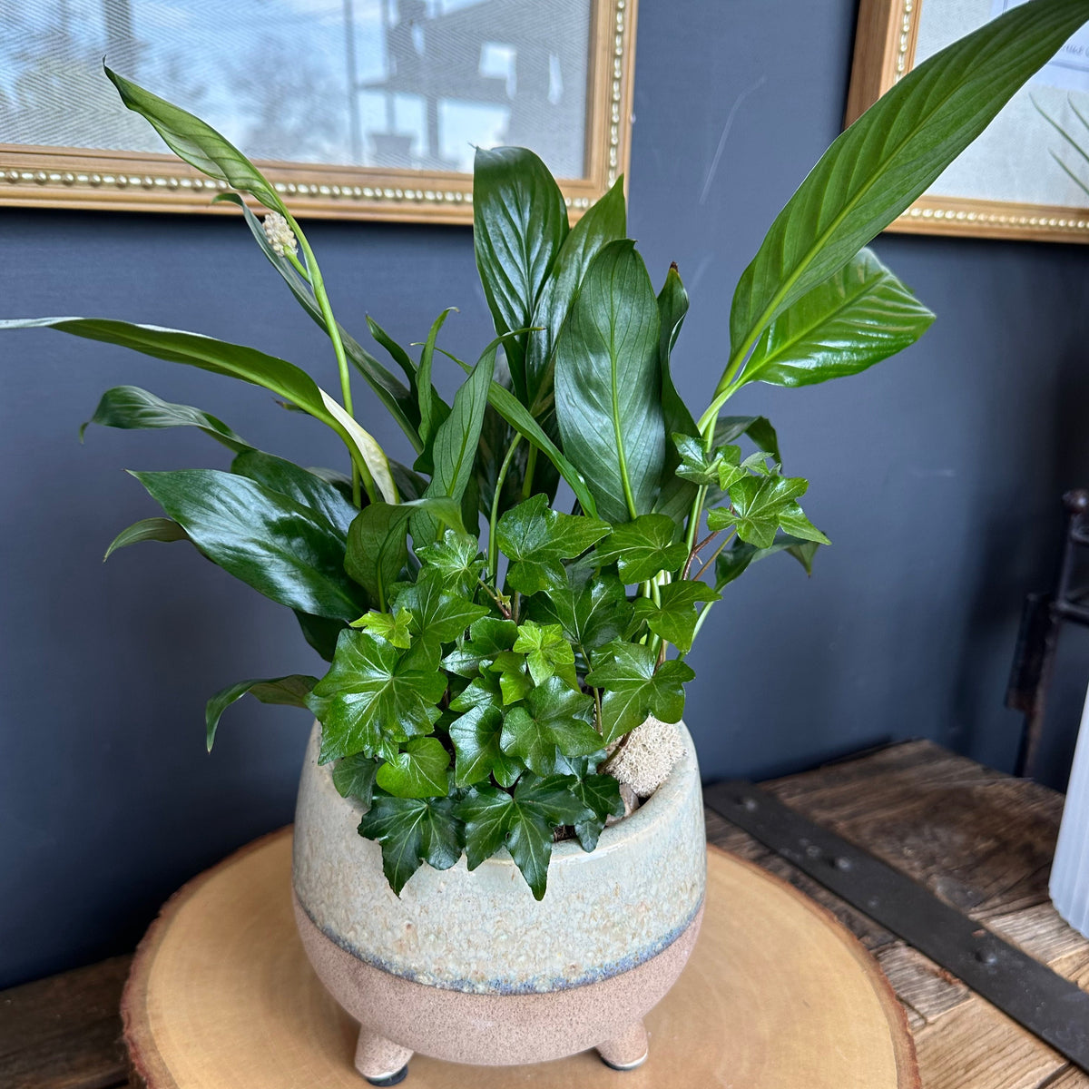 Dish Garden - Small
