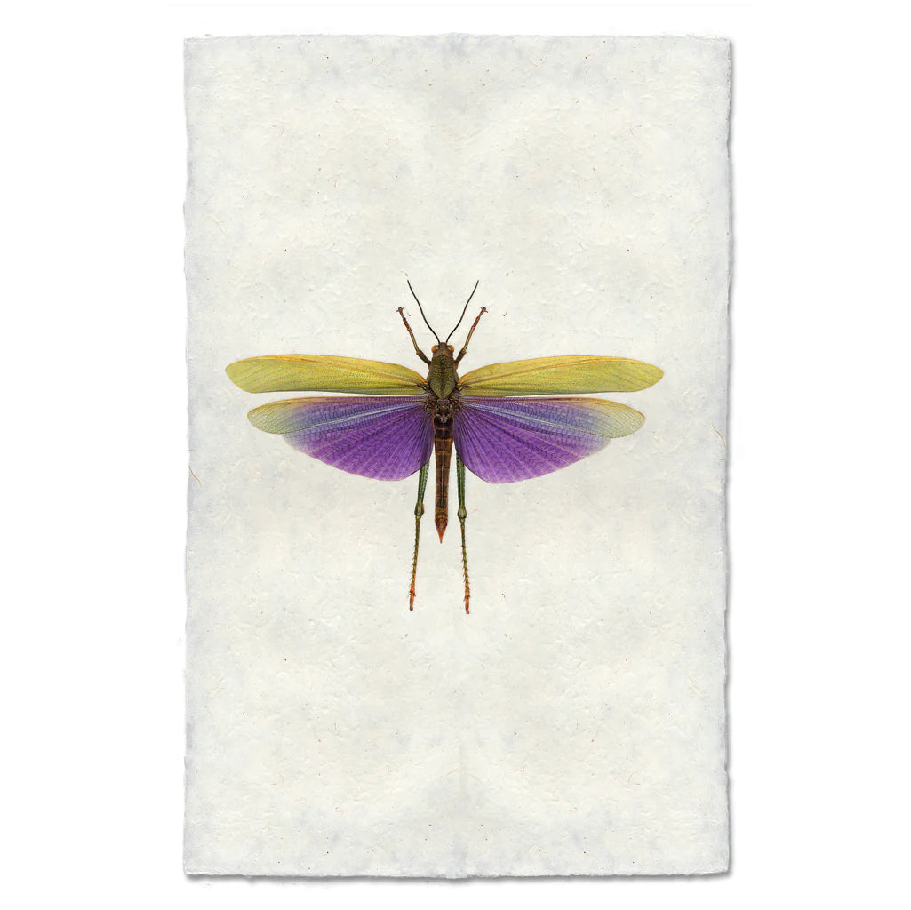 Purple Grasshopper