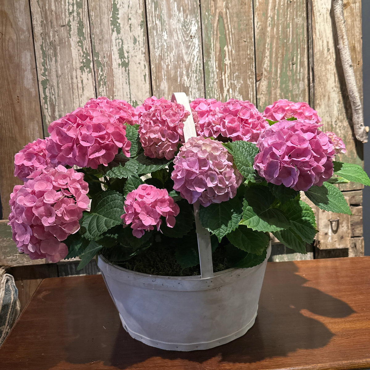 Hydrangea Basket