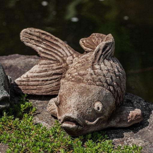 Coy Koi