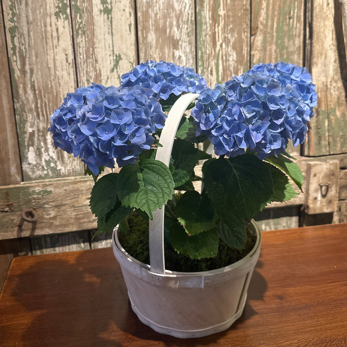 Hydrangea Basket
