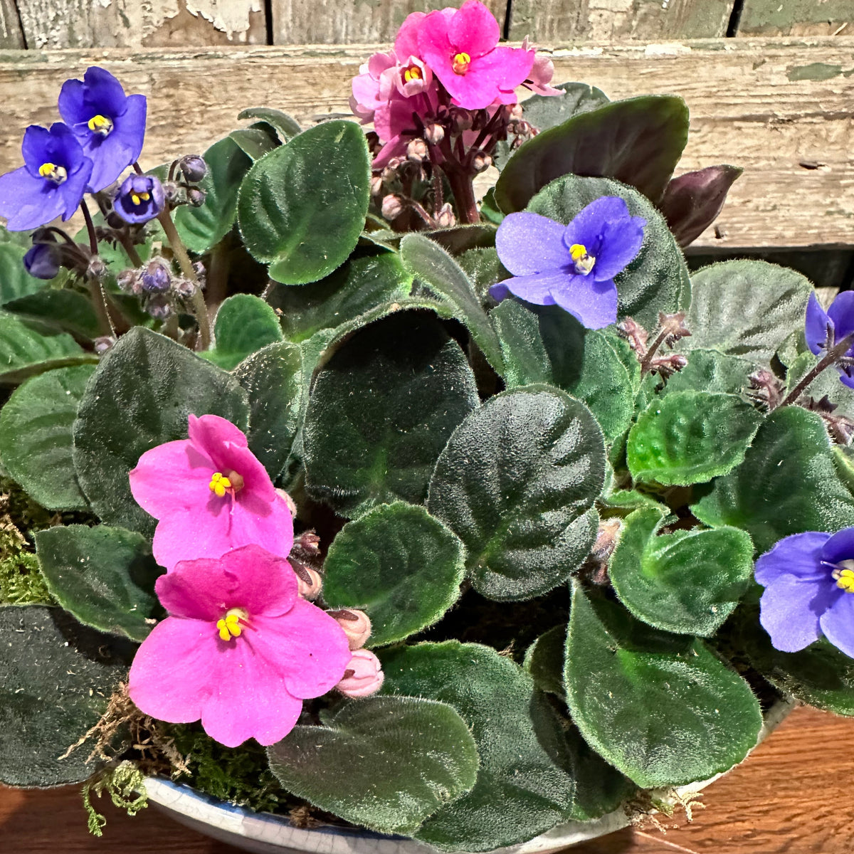 African Violets Garden