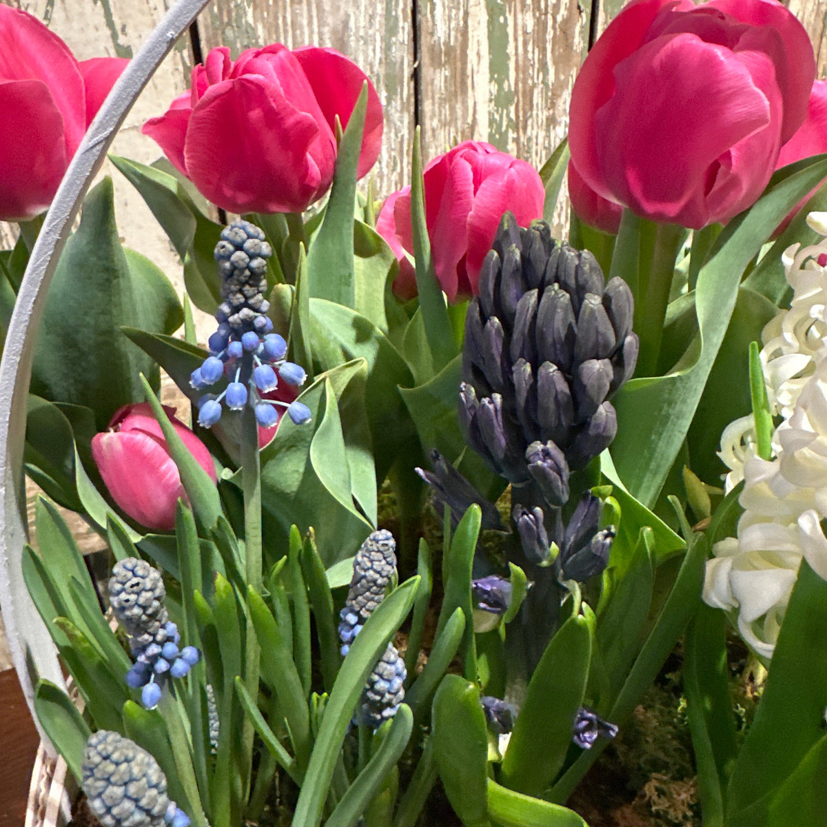 Spring Bulb Garden