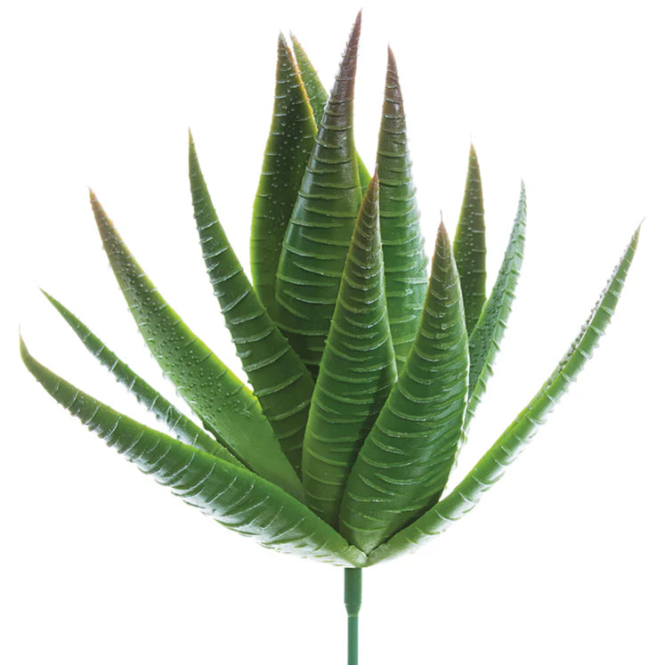 6" Aloe Plant