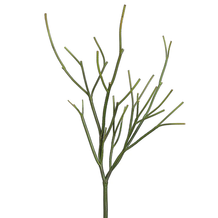 23" Pencil Cactus Plant  Green