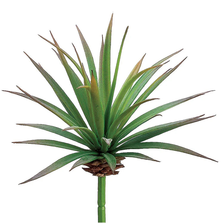 6" Yucca Plant