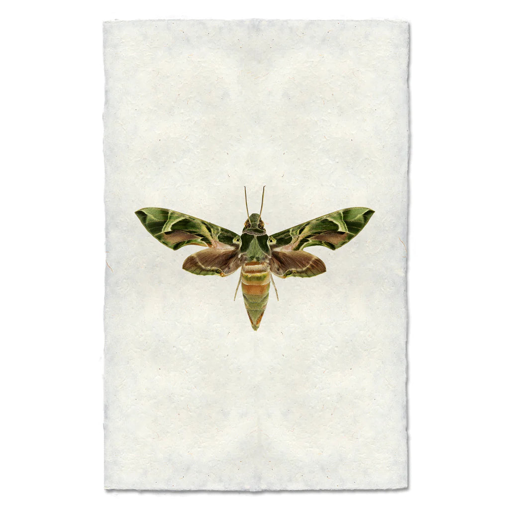 Camo Moth