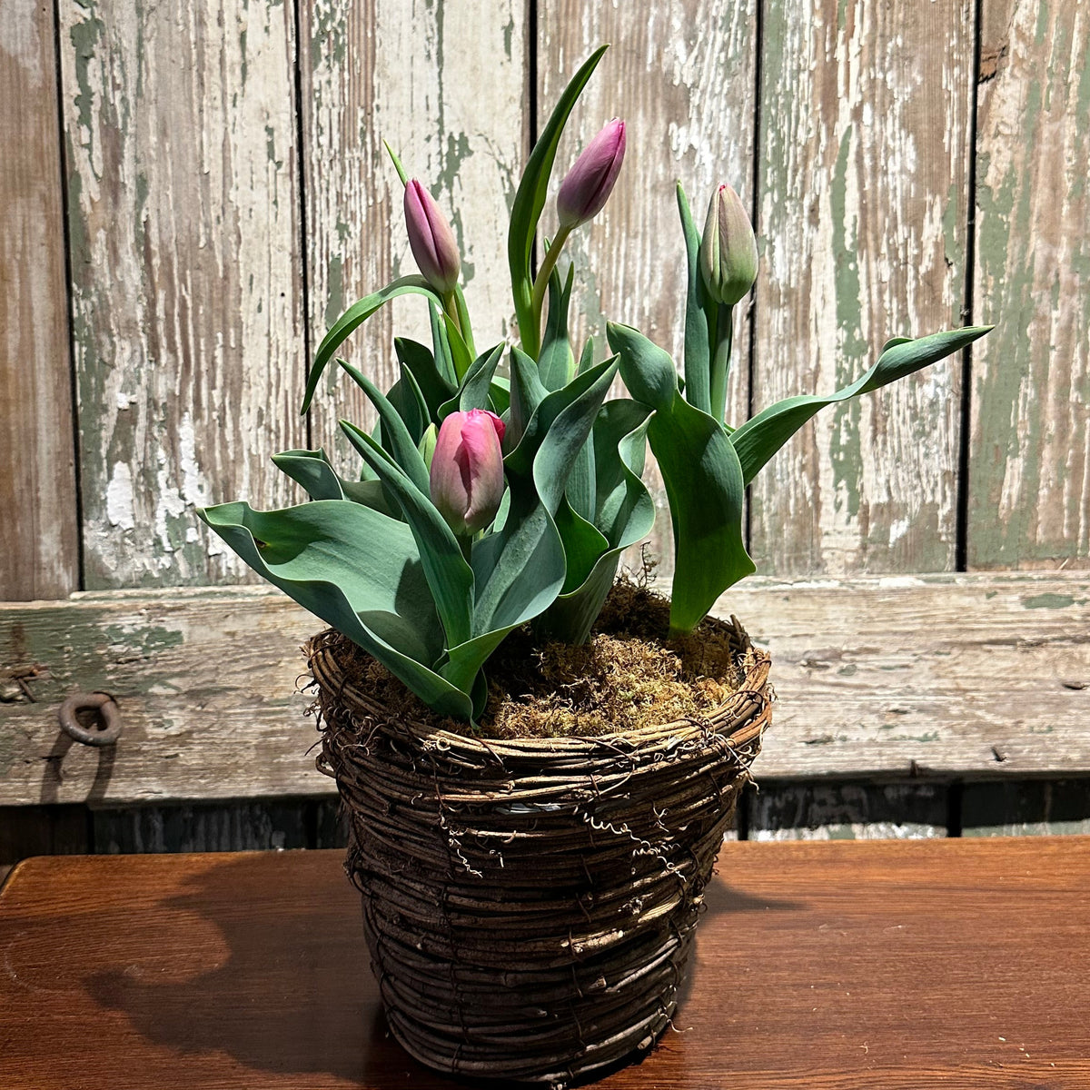 Spring Bulb Garden