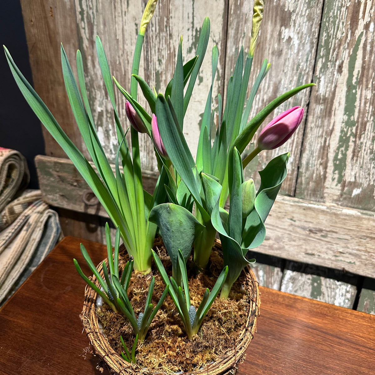 Spring Bulb Garden
