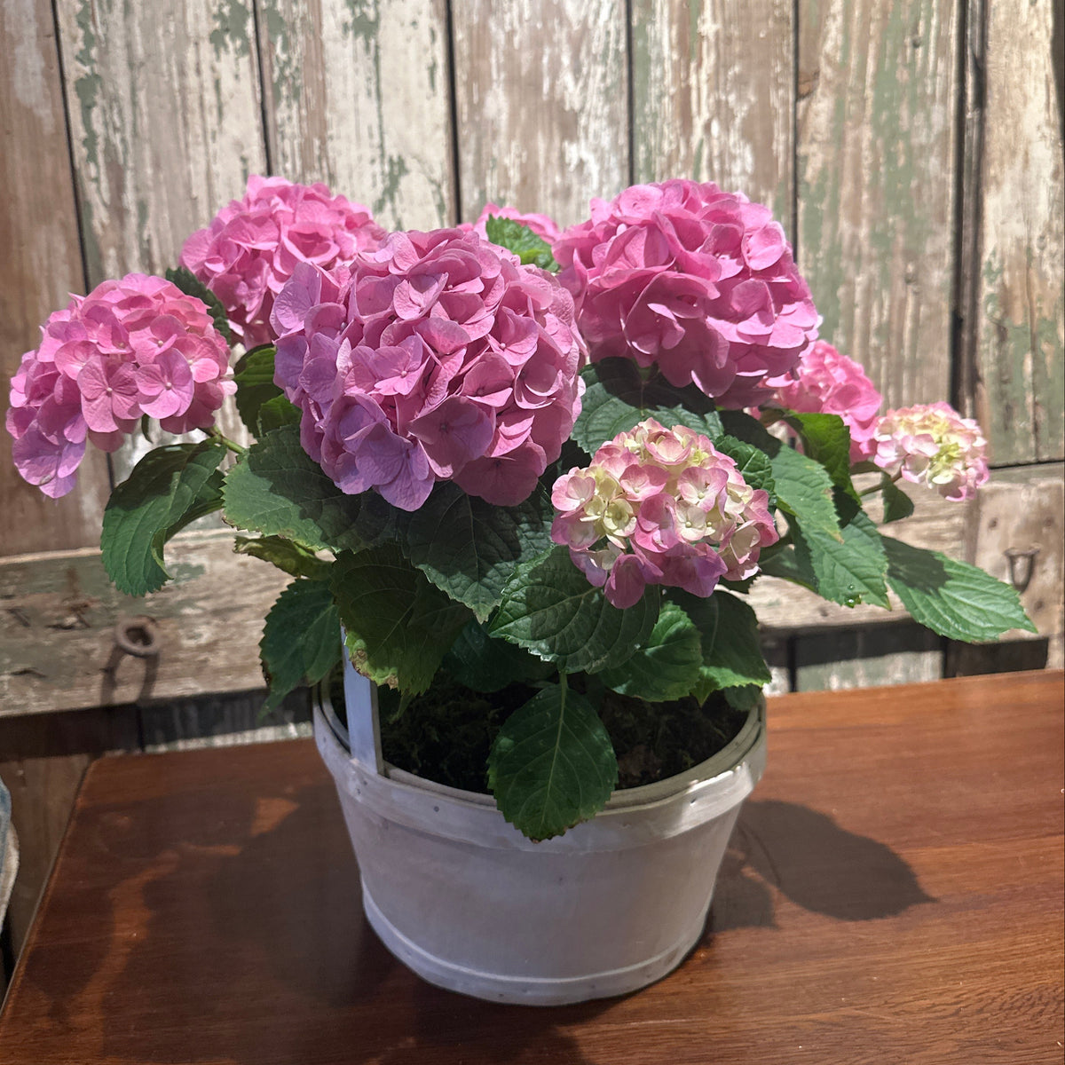Hydrangea Basket