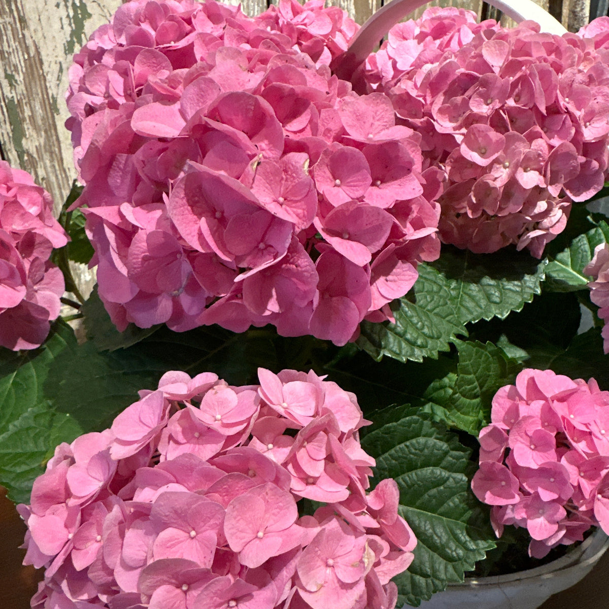 Hydrangea Basket
