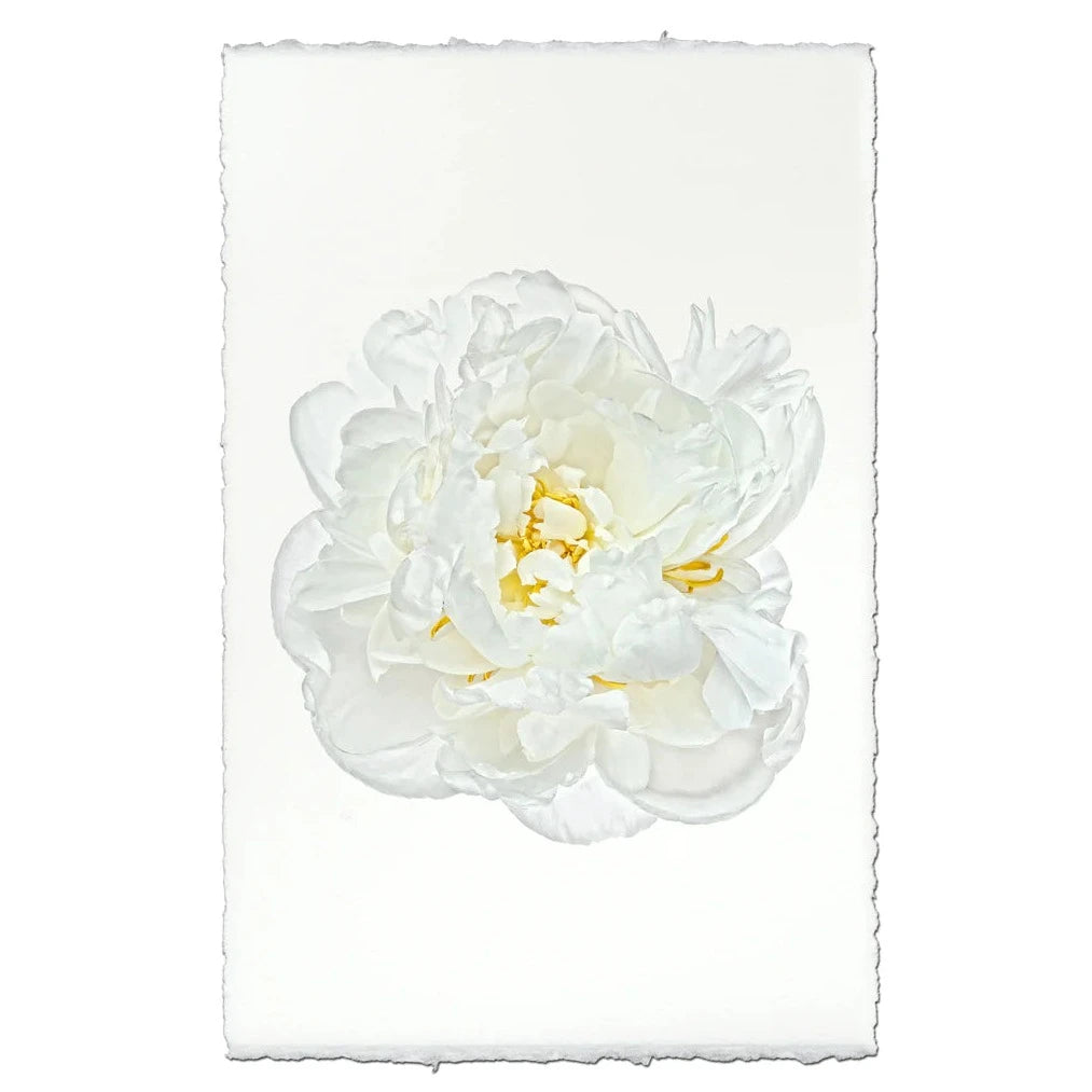 White Peony