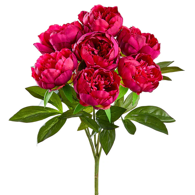 21" Peony Plant