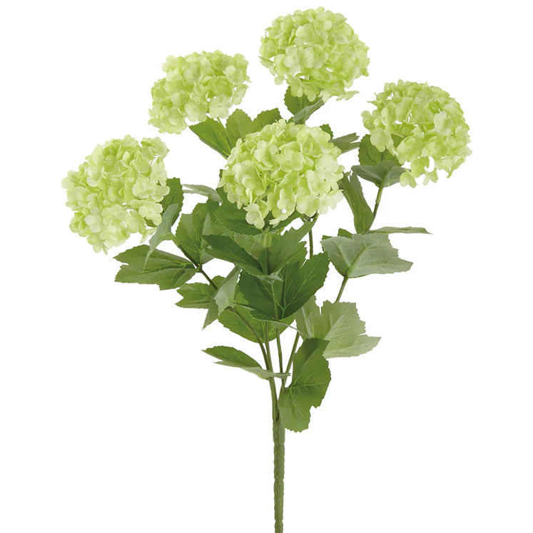 17" Snowball Viburnum Plant