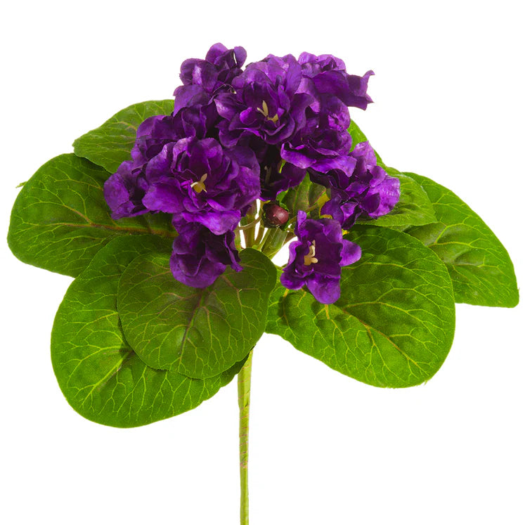 8" African Violet Plant