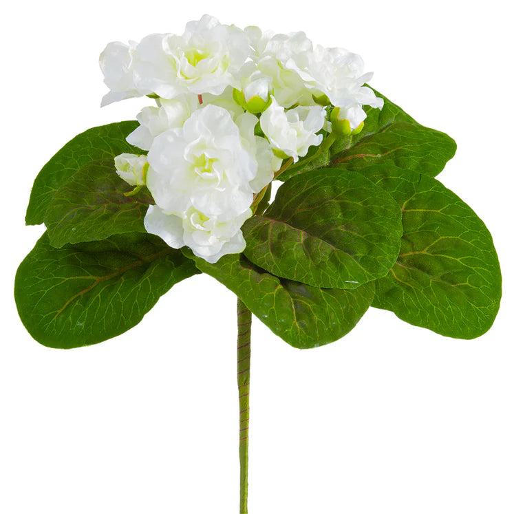 8" African Violet Plant