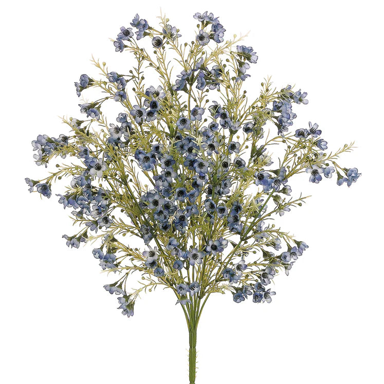 19" Waxflower Plant