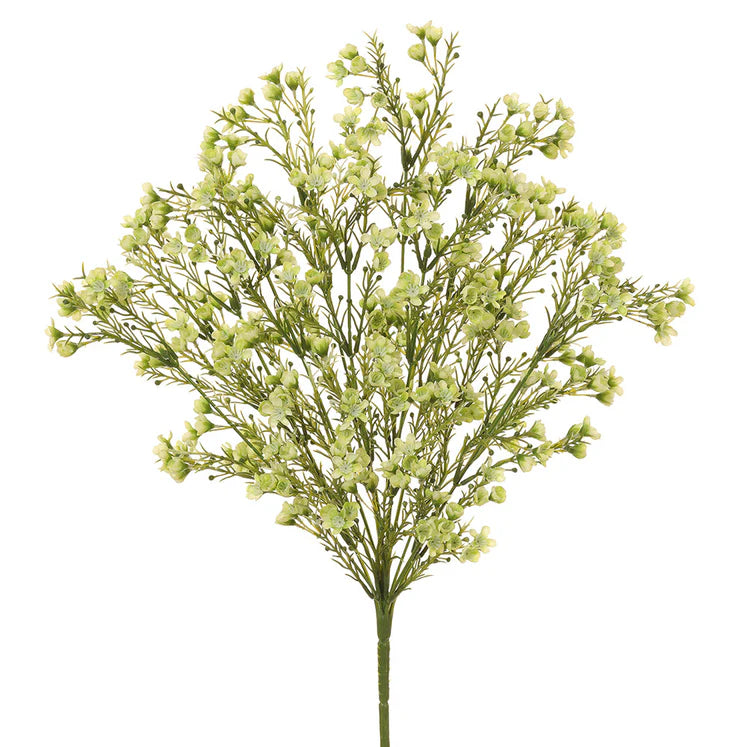 19" Waxflower Plant