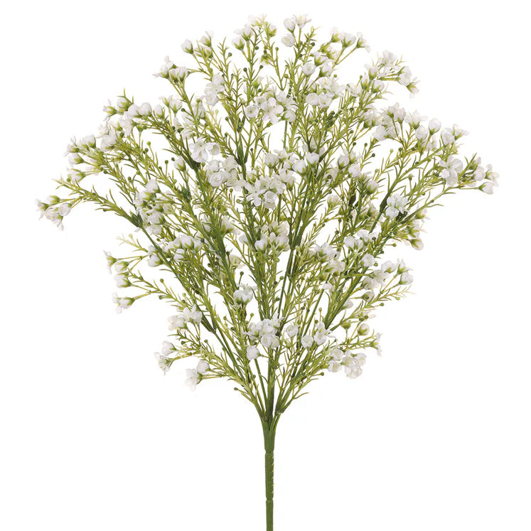 19" Waxflower Plant