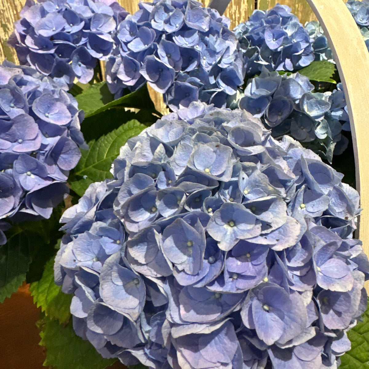 Hydrangea Basket