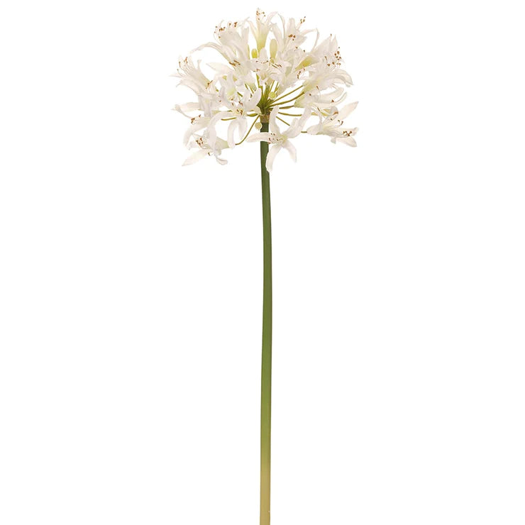 35" Agapanthus Stem  Cream