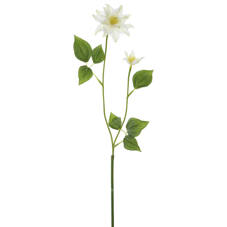29" Clematis Flower White