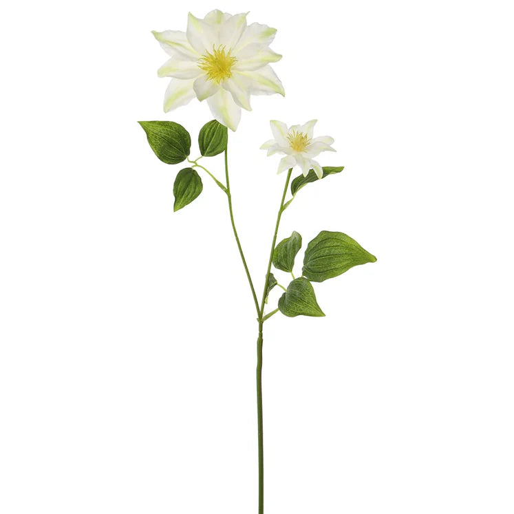 34" Clematis Stem