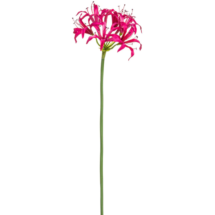 29" Nerine Lily Stem  Fuchsia