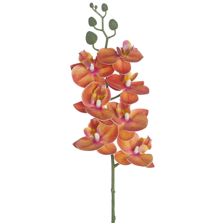 25" Phalaenopsis Orchid Stem