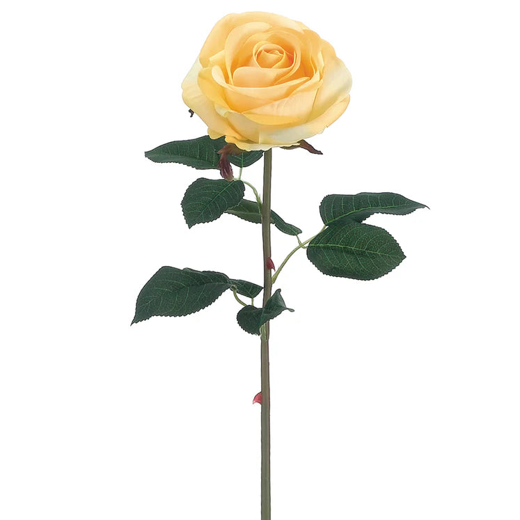 20" Garden Rose Stem