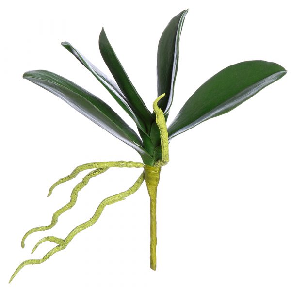 9" Phalaenopsis Leaf