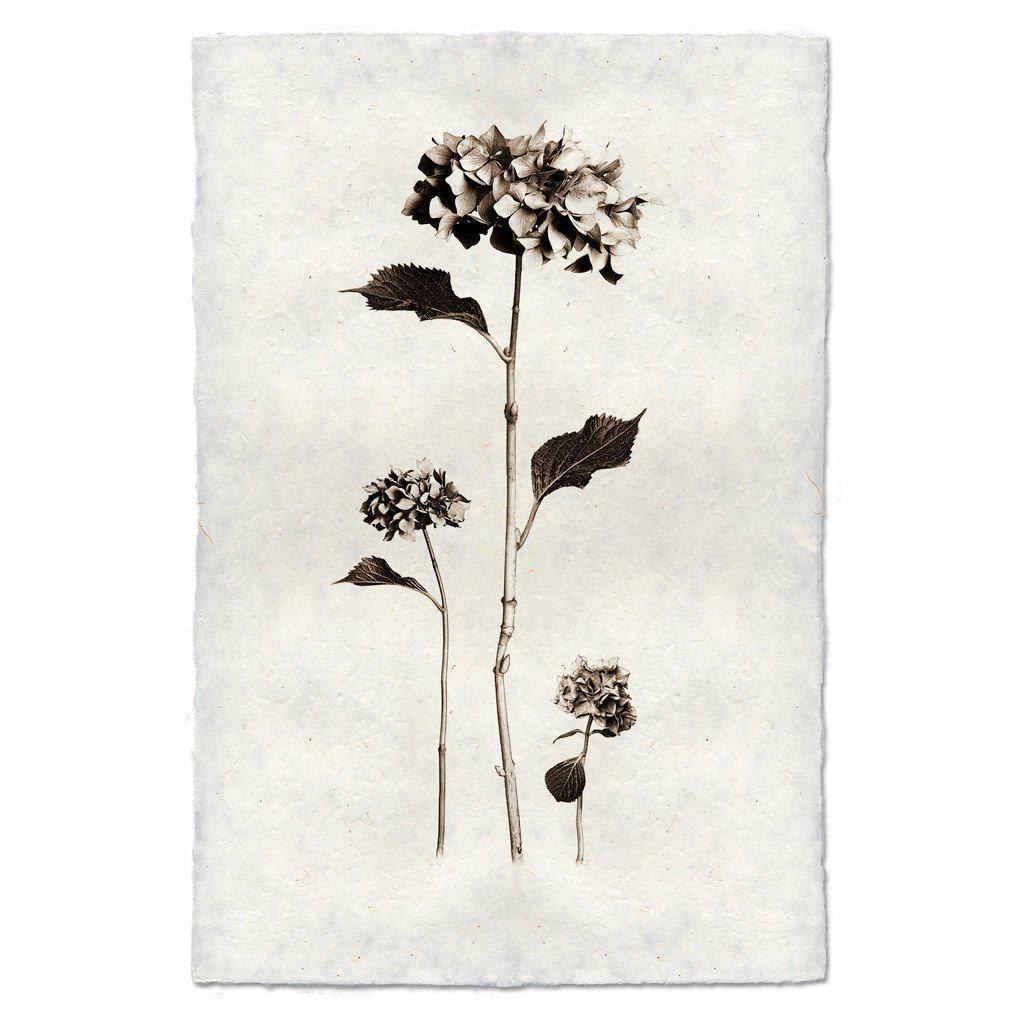 Hydrangea