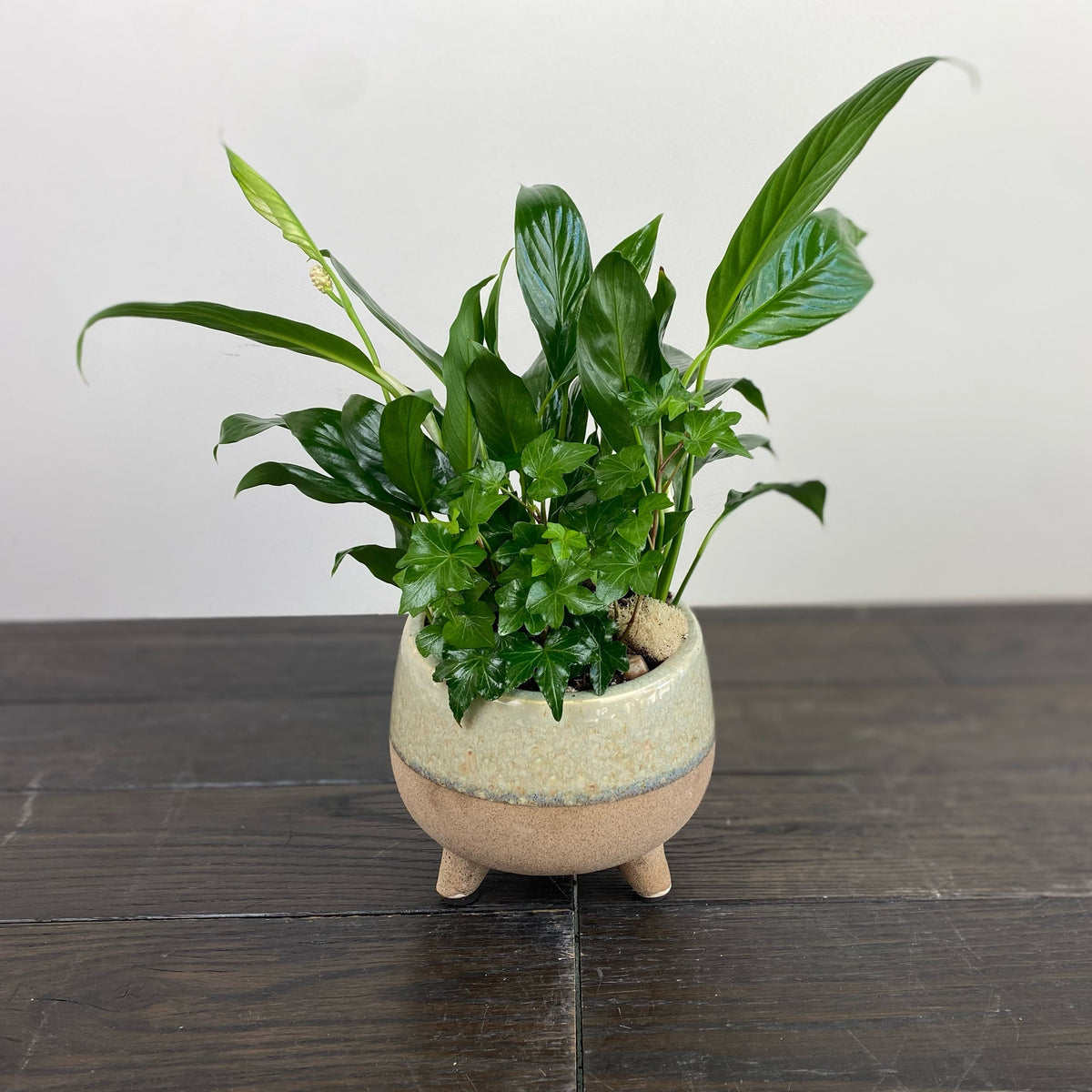 Dish Garden - Small