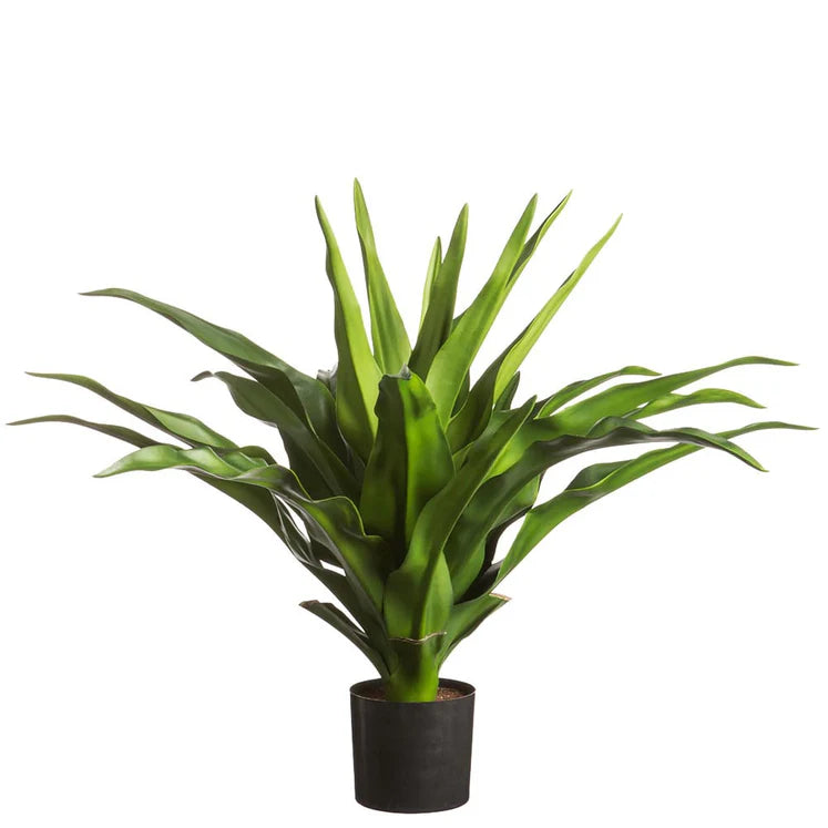 31" Agave Plant