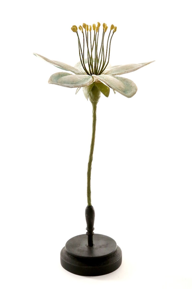 Botanical Model