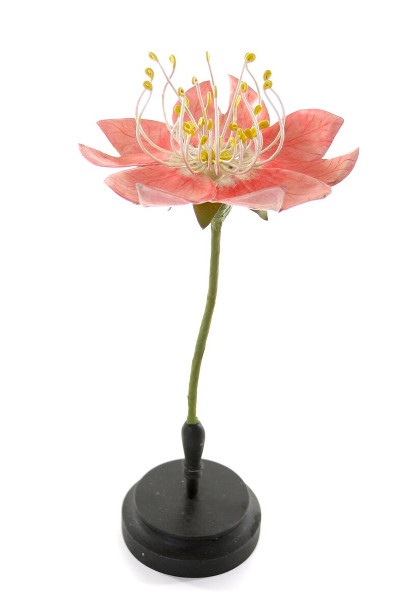 Botanical Model