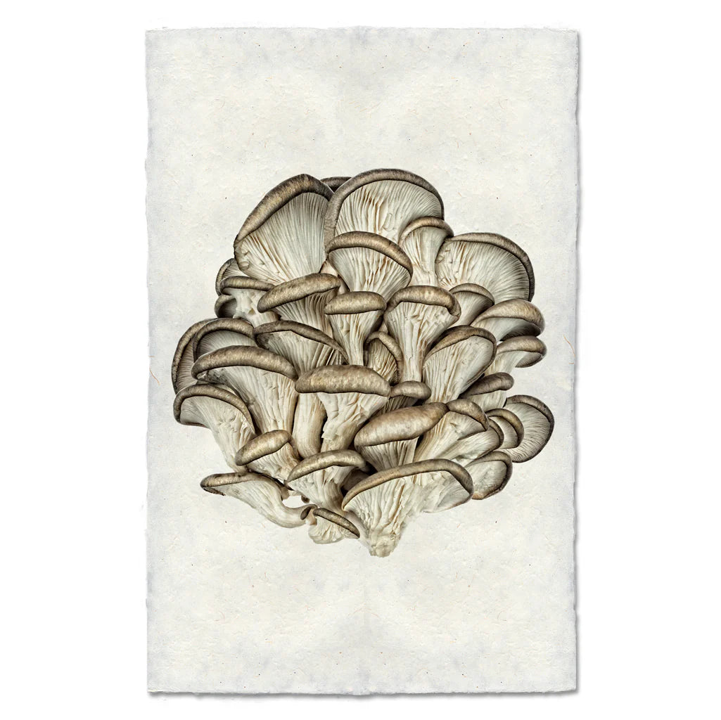 Tree Oyster